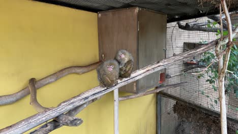 Cute-little-pair-of-Marmosets-sitting-on-wooden-bark-inside-a-caged-zoo