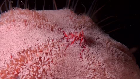 Red-sea-urchin-super-close-up-at-night