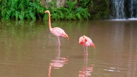 Flamingos-In-Einem-Artenschutzteich-Im-Zoo
