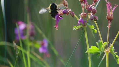 Bumblebee-Clinging-On-Flower-Bud-Flying-Away