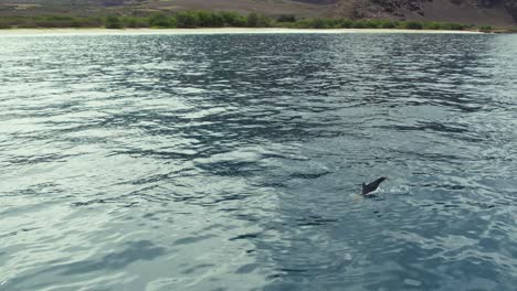 Delfín-Girador-Nadando-Y-Saltando-Fuera-Del-Agua-En-Makua