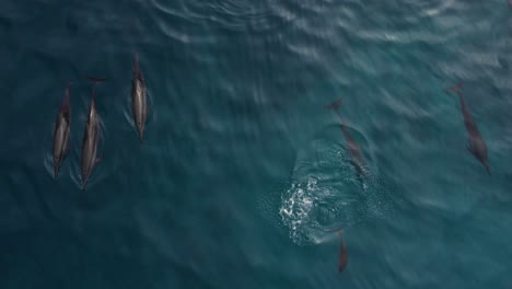 Una-Manada-De-Delfines-Giradores-Nadando-En-El-Océano-Cerca-De-La-Superficie,-Vista-Aérea-De-Arriba-Hacia-Abajo