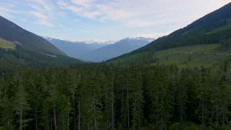 Flying-Over-Dense-Pine-Trees-In-The-Forest-At-Daytime-In-Pemberton-Area,-British-Columbia,-Canada