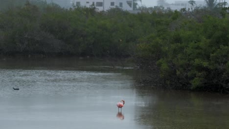 Pink-Flamingo-Preening-During-Rainy-Day-In-A-Lagoon-On-Isabela-Island,-Galapagos-Islands,-Ecuador