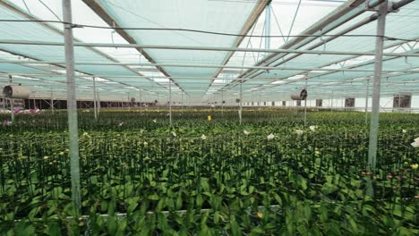 Greenhouse-plantation