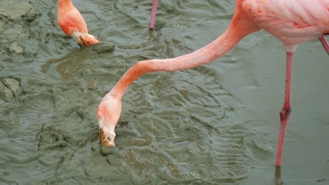 Greater-Flamingo-Filter-Feeding-On-Muddy-Pond-In-Isabela-Island,-Galapagos-Islands,-Ecuador