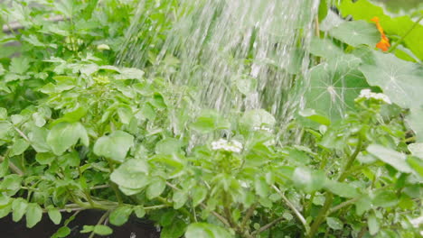 Watering-herbs-in-the-vegetable-garden
