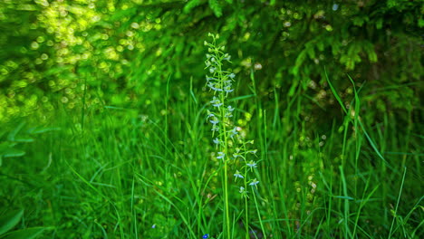 Timelapse-shot-of-genus-Platanthera,-which-is-a-species-of-orchids-also-known-a-butterfly-orchids-visible-at-daytime