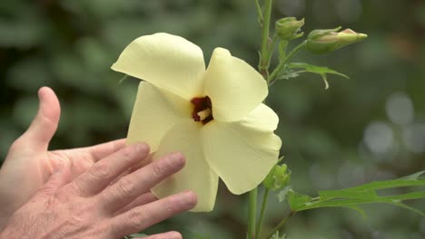 Hand-comparing-flower-size-of-Sunset-muskmallow-plant