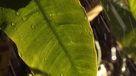 Tropical-rain-dropping-on-big-plant-leaves-in-Amazon-jungle,-climate-change-concept