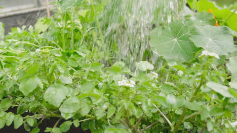 Watering-greens-in-the-vegetable-garden