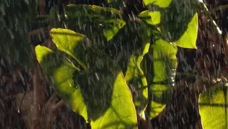 Rain-season-in-South-America,-heavy-rains-pouring-in-Amazon-rainforest