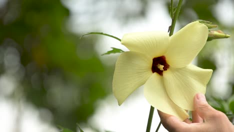 Hibiskus-Manihot-Blume,-Essbare-Pflanze-Mit-Medizinischen-Eigenschaften