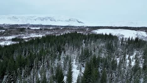 Drone-Ascendiendo-En-El-Bosque-De-Invierno-Con-árboles-Coníferos-Y-Montañas-Nevadas-En-El-Sur-De-Islandia