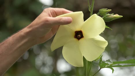 Hand-touching-flower-of-Sunset-Muskmallow,-medicinal-plant