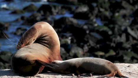 Scratching-Young-Sea-Lion-Pup-On-A-Beach-In-San-Cristobal-Island,-Galapagos,-Ecuador