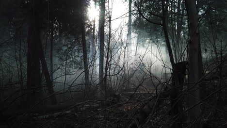 Wide-establishing-shot-of-a-misty-forest-with-a-slight-tilt-up-from-ground-level