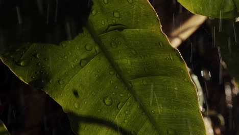 Dunkler-Regentag-Im-Amazonas-Regenwald-Während-Der-Regenzeit