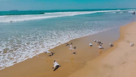 Drone-flies-over-seashore-toward-a-pack-of-seagulls