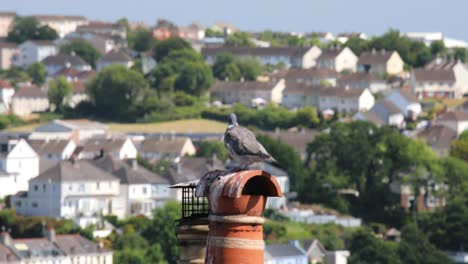 Pigeon-on-a-Chimney-with-Housing-in-the-Background