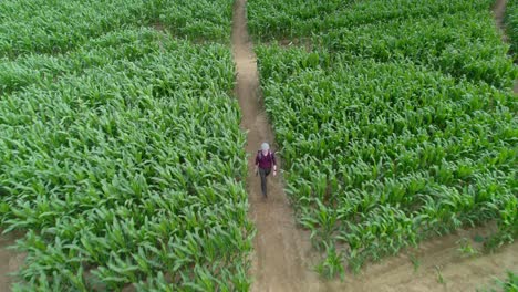 A-man-enters-the-cornfield-maze