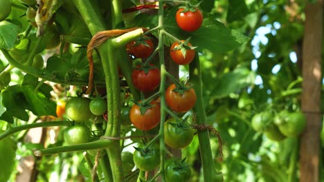 Langsame-Neigung-Nach-Unten-über-Reife-Und-Grüne-Tomaten,-Die-Im-Bio-Gewächshaus-Wachsen
