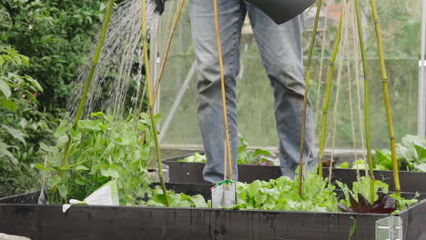 Male-Watering-small-vegetables-plants-with-watering-can-in-the-vegetable-garden