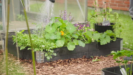 Watering-nasturtium-plant-slow-motion-in-the-vegetable-garden
