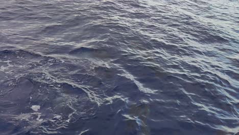 Nahaufnahme-Von-Delfinen,-Die-Im-Meer-In-Der-Nähe-Von-Madeira,-Portugal,-Schwimmen