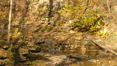 Cascading-stream-on-an-autumn-forest-floor-forms-a-waterfall-down-a-mossy-rock-face
