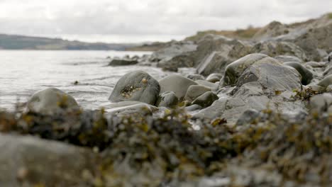 A-shallow-depth-of-field-shows-a-gentle-ebbing-ocean-slowly-moving-seaweed-against-barnacle-covered-rocks-in-Scotland