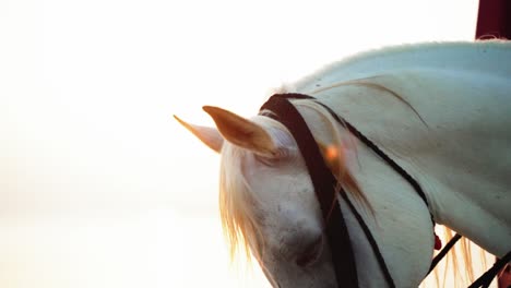 Arabian-horse-in-golden-hour-in-Qatar-desert-1