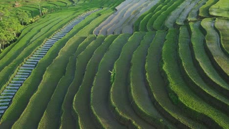 Smooth-forward-drone-shot-beautiful-pattern-of-green-flooded-terraced-rice-field-that-planted-with-small-young-paddy-plant-in-the-morning