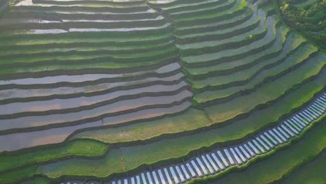 Langsamer-Drohnenschuss-Von-Grün-überfluteten-Terrassierten-Reisfeldern,-Die-Morgens-Mit-Kleinen-Jungen-Reispflanzen-Bepflanzt-Wurden