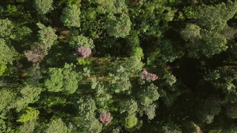 Upward-or-rocket-drone-shot-of-green-forest-trees-during-sunny-morning