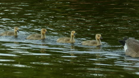 A-female-Canadian-Goose-takes-her-five-cute-chicks-for-a-paddle-across-a-lake