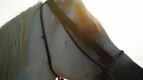 Arabian-horse-eyes-in-golden-hour-in-Qatar-desert-1