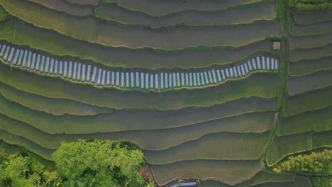 Overhead-drone-shot-of-beautiful-pattern-of-terraced-rice-field-on-tropical-landscape-in-the-morning
