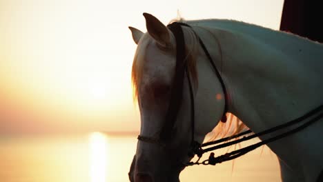 Arabian-horse-in-golden-hour-in-Qatar-desert