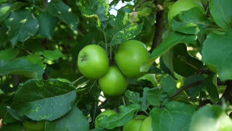 Nahaufnahme-Von-Grünen-Äpfeln,-Die-Am-Baum-Wachsen