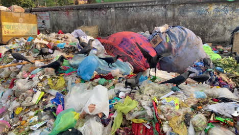 Vögel,-Die-In-Müllhaufen-In-Der-Stadt-Dhaka-Nach-Nahrung-Suchen,-Müllproblem