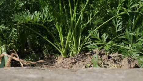 Close-up-low-angle-shot-of-carrot-growing-in-ground-in-organic-garden