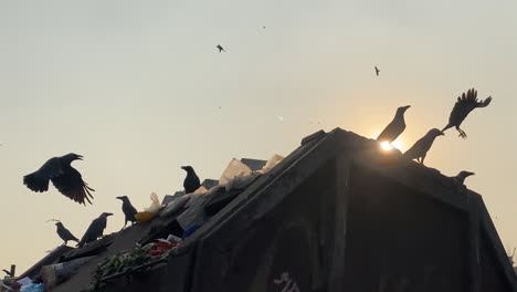 Birds-flying-around-and-look-for-food-in-piles-of-garbage-against-bright-sunshine