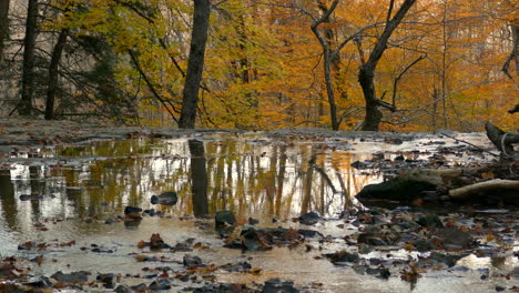 Small-rivulet-ripples-through-fallen-leaves-of-a-colourful-Autumn-landscape