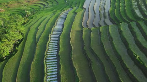 Sliding-drone-shot-of-green-flooded-terraced-rice-field-that-planted-with-small-young-paddy-plant-in-the-morning