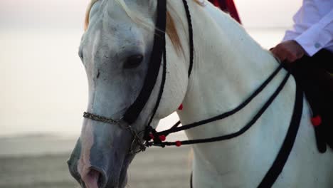 Arabian-horse-near-the-sea-in-Qatar-desert