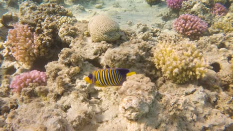 Royal-Angelfish-swim-through-a-coral-reef-at-the-bottom-sea,-slow-motion,-tracking-shot