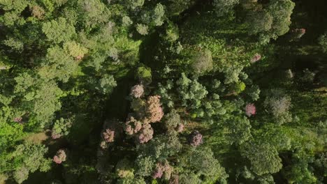 Overhead-drone-shot-of-green-forest-trees-during-sunny-morning