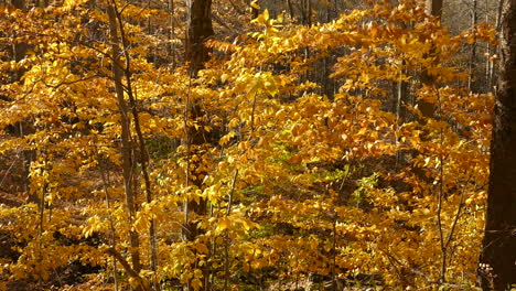 Small-Autumn-trees-full-of-golden-brown-leaves-are-blowing-in-the-wind