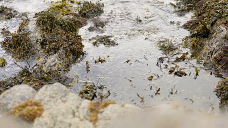 A-gentle-ebbing-tide-slowly-moves-seaweed-around-a-rockpool-and-against-barnacle-covered-rocks-in-Scotland